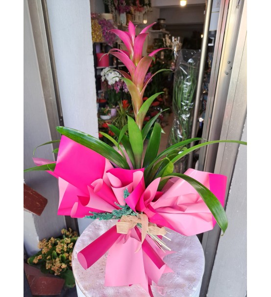 GUZMANİA PEMBE RENK 